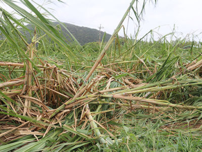 奄美大島北部、喜界でキビ被害