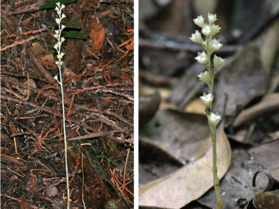 新種「アマミサクライソウ」と命名